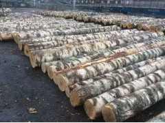 燕新米东国际家具产业园欢迎木材商入住图1