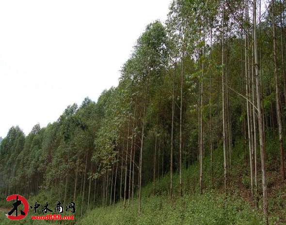 裴安道：宣传桉树正能量，为广西林业政策改革鼓与呼