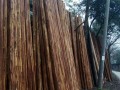 宜宾市杉木批发-产品图片