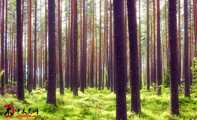 海南木材加工行业产值一季度达21.2亿元