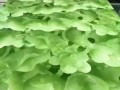 河北邢台东静庵恒达木业制板厂-产品图片