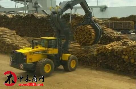 喀麦隆考虑禁止部分原木出口