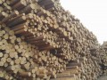 兴盛木材市场-产品图片