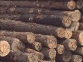 上海华昊木业有限公司 -产品图片