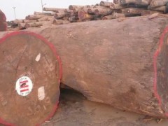 出售进口原木木材一手货源缅甸花梨木进口木材巴花原木