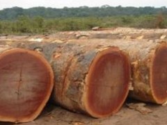 大量批发非洲 进口原装 优质沙比利等名贵木材 20-90cm特级图3