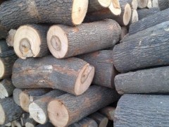 供应缅甸进口香樟木 板材 香樟原木批发  30-90cm  特级