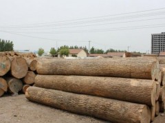 出售进口俄罗斯水曲柳原木 欧洲水曲柳板材原木无节材家具材图2