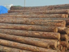 出售进口俄罗斯樟子松 樟子松原木批发 厂家直销 建筑木材图2