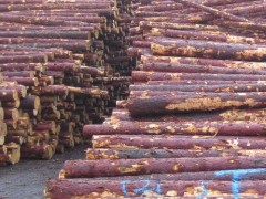 出售进口俄罗斯樟子松 樟子松原木批发 厂家直销 建筑木材图3