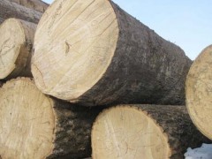 出售进口一手货源 俄罗斯桦木板材 桦木原木 整车发货图2