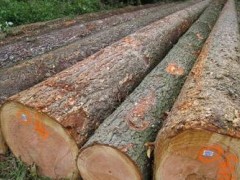 出售进口木材加工 进口木材 花旗松原木 建筑木材批发 辐射松图2