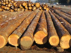 出售进口木材加工 进口木材 花旗松原木 建筑木材批发 辐射松图3