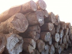 销售皮灰原木批发 进口名贵木材莫桑比克皮灰 正山木材经营图1
