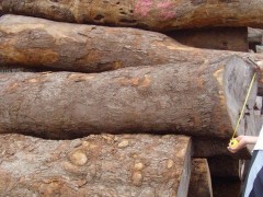销售皮灰原木批发 进口名贵木材莫桑比克皮灰 正山木材经营图2