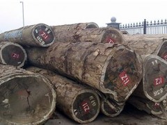销售皮灰原木批发 进口名贵木材莫桑比克皮灰 正山木材经营图3