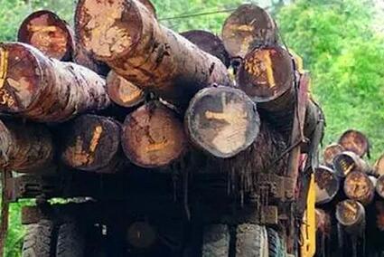 柬埔寨已经封锁所有木材走私通道