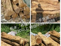 黄杨木干料直径12以上，图2