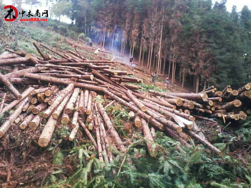 与农户直接对接各类规格优质杉木檩条大量批发供应