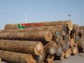 太仓木材加工厂-产品图片