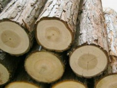 优质杉木原木批发图1
