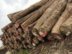优质缅甸进口木材批发