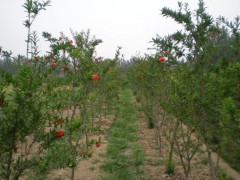 软籽石榴基地/软籽石榴树苗基地