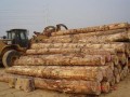 林氏木业-产品图片