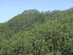 优质速生丰产林培育