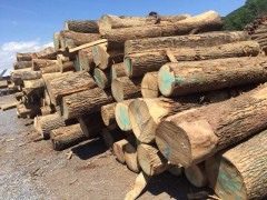 木材加工 欧洲进口白腊原木 厂家供应建筑木材批发