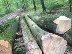 精品进口木材 榉木原木 木材加工 建筑材批发图2