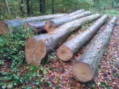 精品进口木材 榉木原木 木材加工 建筑材批发图3