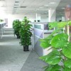 大型花卉发财树盆栽 开业乔迁 办公室绿化植物 客厅净化空气