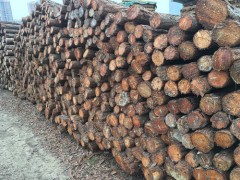 供应松木桩，松木方，松木板，打桩木，井下防坍塌支撑木图3