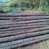 林厂直售优质湿地松原木湿地松木桩