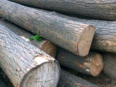 厂家定制  楝木  椿木方木木条 健康环保图1