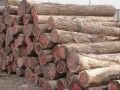 旺旺木业有限公司—产品图片