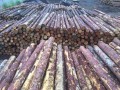 绥芬河市根根木业有限公司-产品图片