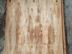 精品胶合板专用旋切木皮 桉木木皮 厂家直销