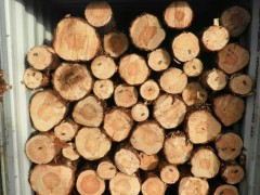 精品优质乌克兰樟子松原木 长度：3.8-5.8m 木材加工图1