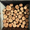 精品优质乌克兰樟子松原木 长度：3.8-5.8m 木材加工