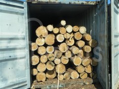 木材价格首选料 立陶宛樟子松原木径级20+，均径26+