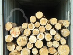立陶宛樟子松原木长度5.8+10cm 大量批发图1