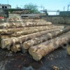 白俄罗斯樟子松原木 长度3.8+10cm 木材价格料