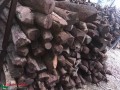 仙游县材源木业-产品图片