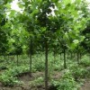 长期种植 优质速生法桐苗  工程绿化速生法桐苗木