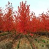 红枫 自种红枫 基地直销 品种齐全 品质保障 绿化苗木