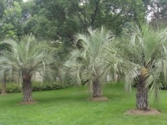 布迪椰子  高品质布迪椰子种子直销  布迪椰子苗木