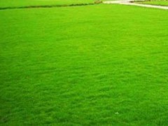 草坪产地直销，矮生百慕大草坪，天堂草，耐践踏抗病虫图1