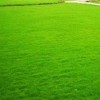 草坪产地直销，矮生百慕大草坪，天堂草，耐践踏抗病虫